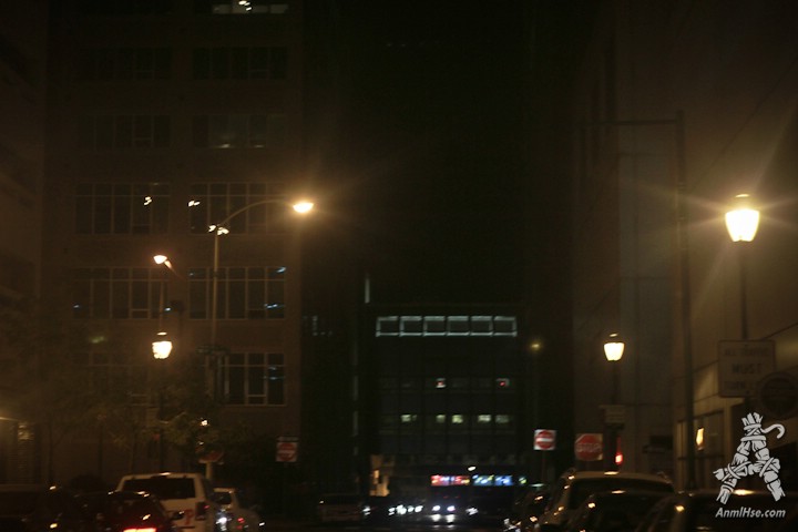 AnmlHse Philadelphia Photo Dump